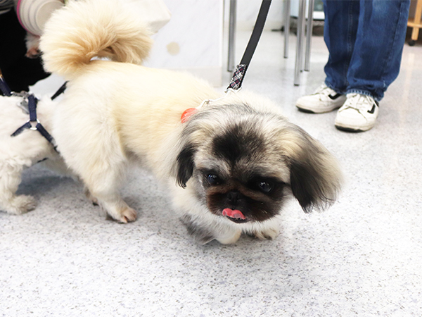 卒業生が里親犬と遊びに来てくれました☆